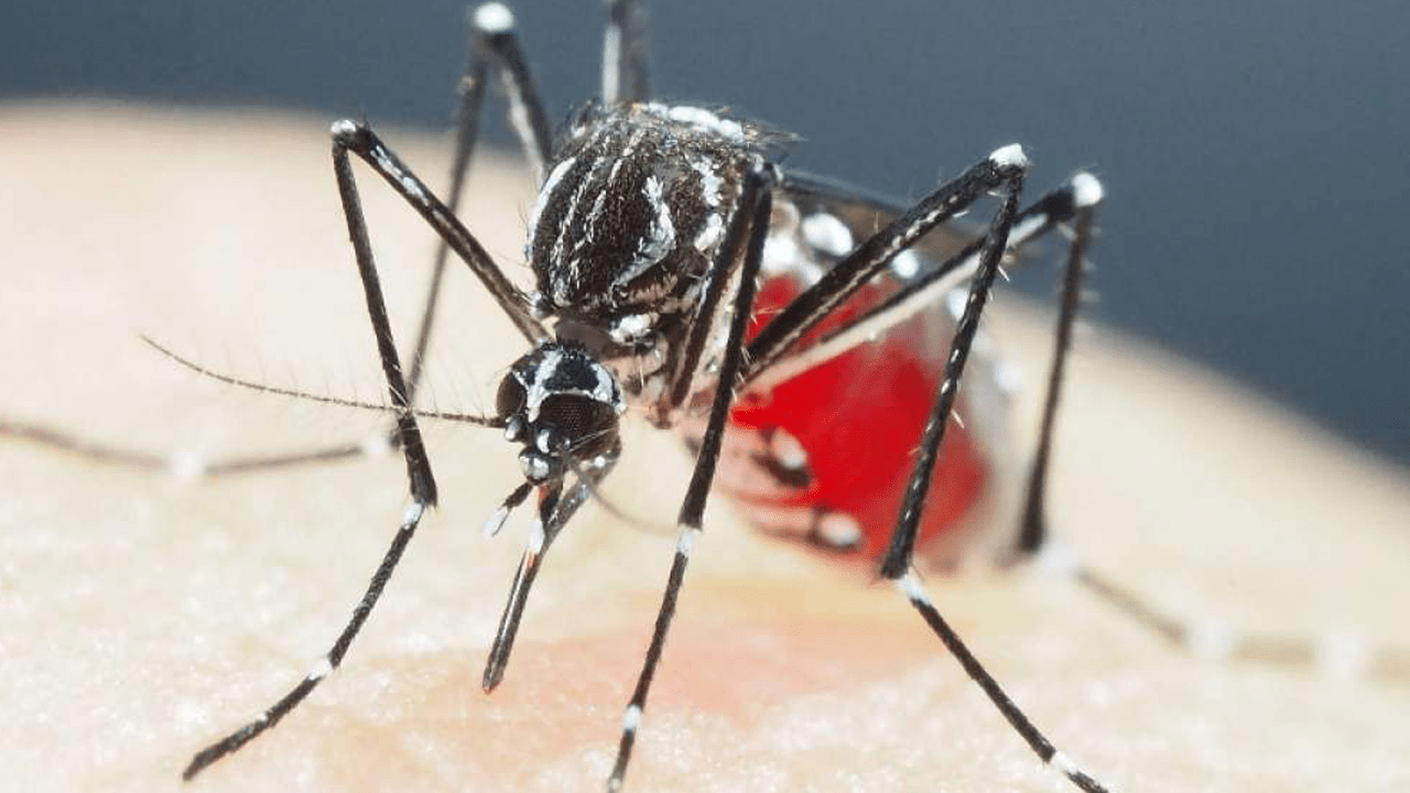 sorotipo 3 da dengue