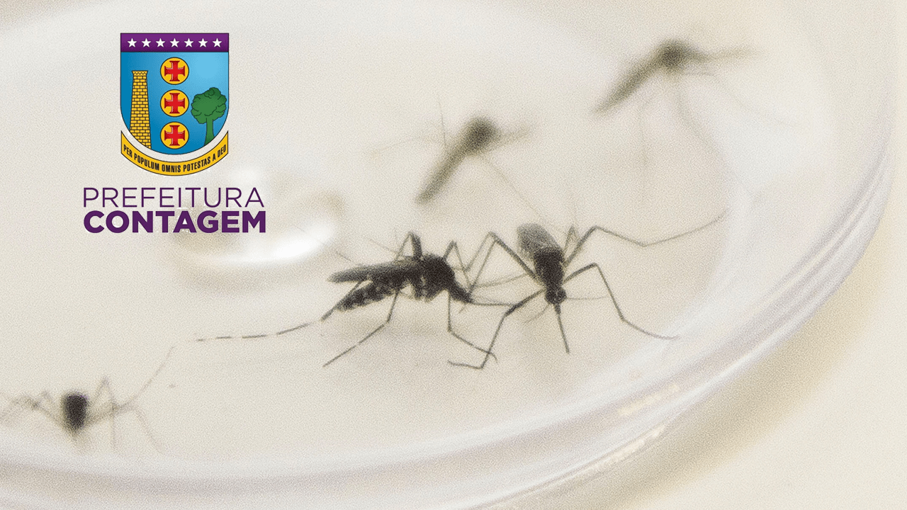 dengue em contagem