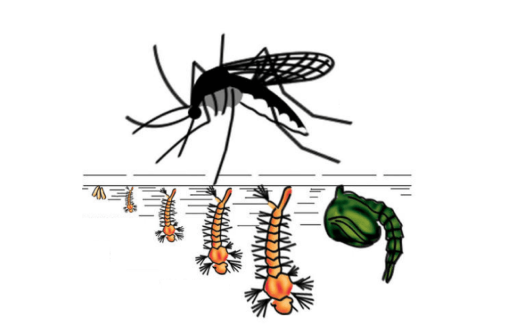 geotecnologia - Dengue tempo de incubação: conheça as 5 fases