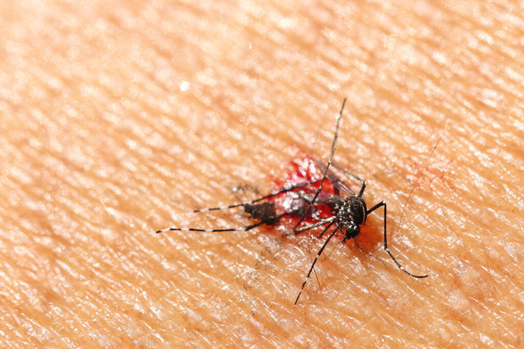 O mosquito da dengue, responsável pela transmissão da dengue, inicia o processo de incubação na pele humana. 