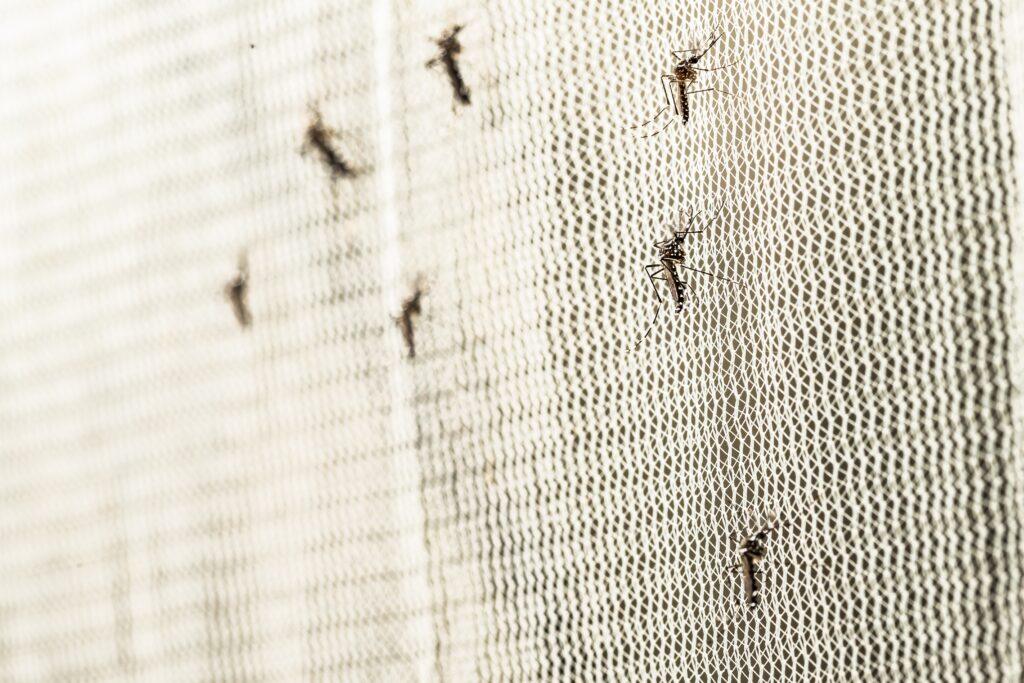 Texto sobre arboviroses emergentes no Brasil, destacando o aumento da incidência, a transmissão por mosquitos e a importância de políticas de controle.